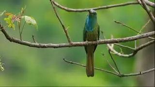 Blue bearded Bee eater (Nyctyornis athertoni)