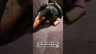 Dackel liegt auf Sofa, ob das bequem ist? #dackel #hund #funny #dackelofinstagram #dog #dachshund
