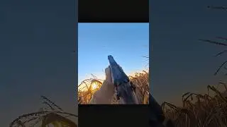 The Power Of Double barrel gun duck hunting _hunting _охота _chasse _goosehunting #quailhunting