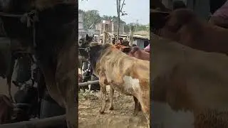 মাইজপাড়া গরুর হাটের ভিডিও#shortvideo #cow #animals 