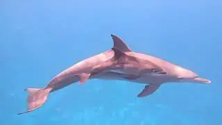 Swimming with wild dolphins in Egypt 