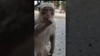 Satisfying monkey eating mode I MrKTV Monkey
