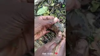 Safe Your Animals || sad video for animals ||#animals #sad #short #shorts