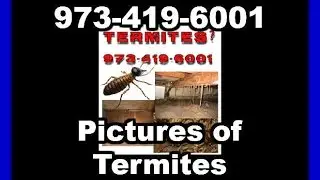 Pictures of termites-(862) 701-2076-Pest Control Services NJ