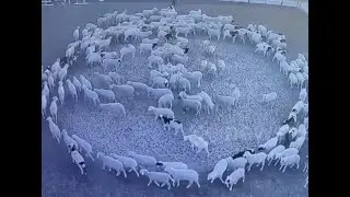 DE CE MERG ANIMALELE &Icirc;N CERC 😳