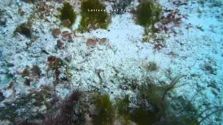 Yellow Jaw Fish, Lettuce leaf, Sailfish Blenny