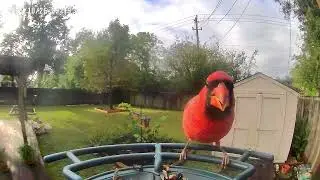 Northern Cardinal 10/26/2025