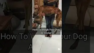 How To Weigh Your Dog At Home ? #doglovers mudhol hound dog
