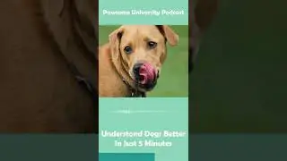 Understand Dogs Better In Just 5 Minutes - K9 Stress Body Language : Podcast Small Bite