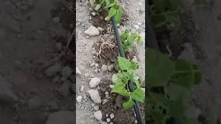 Nature     video     #Shorts #nature 509 # nocopyright