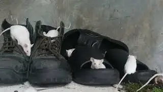Cat TV for Cats to Watch. Mice Playing Hide and Seek in a Pile of Shoes #mice