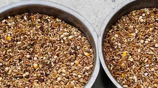 উড়ন্ত কবুতরের ১০ কেজি ম্যাজিক খাবার তালিকা | কবুতর থাকবে ফিট এবং শক্তিশালী!