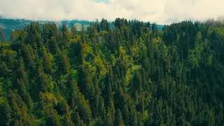 [100% Royalty Free]Drone Shot Of Beautiful Green Forest |Drone Shot Of Forest Copyright free footage