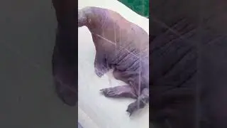 Морж САЛТАН дело ЗНАЕТ! 