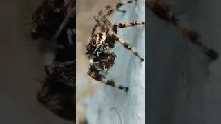 Menemerus bivittatus (grey wall jumper spider) devouring what seems to be a smaller spider. #spider