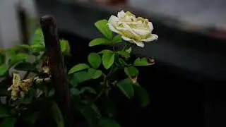 White rose of york