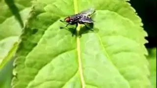 Naturbeobachtung Fleischfliege(Sarcophaga carnaria(Macquart 1834))