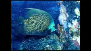 Love and Diving at Bonaire's Salt Pier ~ A 40th Anniversary Event