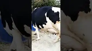 beautiful Farisan Cow #shorts #shortvideo #share #views #cow