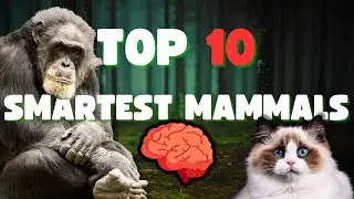 Top 10 Smartest Mammals! [ For kids ]