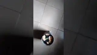 Planta de marihuana en 15 D&iacute;as