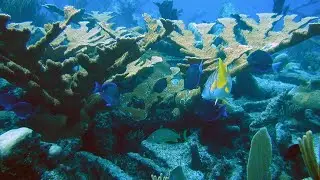 Human activity affects almost all of the oceans