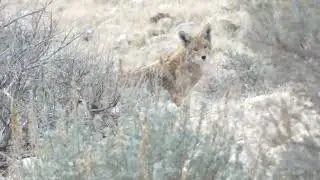 Two Coyotes crossing a Desert Landscape Utah