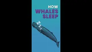 Why whales sleep weird #shorts