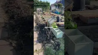 Allotment before and now! | Diary of a Yorkshire Gardener