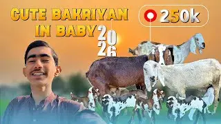 Cute Bakriyan in Baby Vlog 🐐💖 | Desi Village Life 