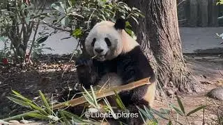 Watching Pandas Eat Bamboo = Instant Happiness at the Research Base of Giant Panda in Chengdu, China