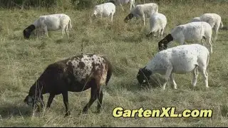 Schafe auf der Schafweide