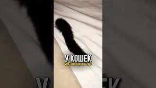 А вы знали что у кота может отвалиться хвост?😔