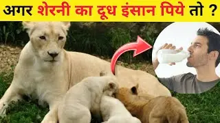 आपको अगर शेरनी का दूध पिलाया जाए तो क्या होगा? | what if human drinks lioness milk