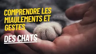 D&eacute;cryptage du langage des chats : Comprendre leurs Miaulements et Gestes