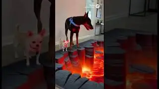 Best dog rescue 3D carpet compilation #doberman #chiweenie #chihuahua #bulldog #rescue #funnypets