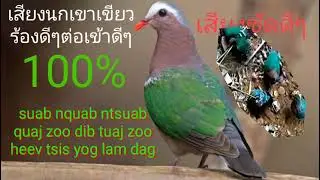 Suab nquab ntsuab(nquab av)quaj zoo dib tuaj zoo 100%