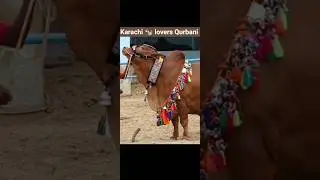 karachi #cow #lovers #viral #shotrs #video #qurbani #2026