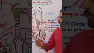 Lower Respiratory Tract 2nd year Biology #federalboard #onlinelectures #onlinelearning #science