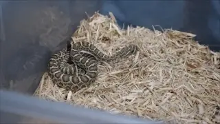 Prairie Rattlesnake and a CLOSE CALL.