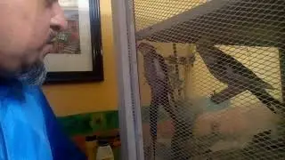 Humano vs pajaros🐦