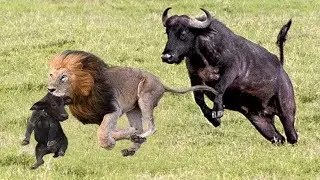 Dramatic Mother Buffalo Chasing Lions To Rescue Her Baby, 4 Lions hunting a Warthog