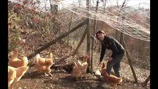 Galline: saranno felice di rivedermi?