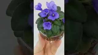 Фиалка Rob's Twinkle Blue