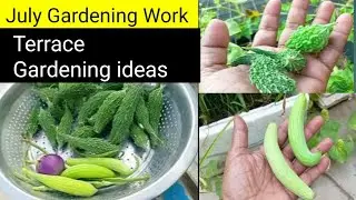 July Gardening Work/बागवानी के काम जुलाई में/Terrace Garden/Garden Tips and Organic Gardening 