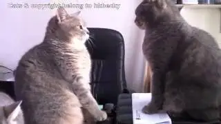Cute Cats playing Patty Cake Part 3 SD)