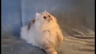 Pearl - One of the Queens at Precious Persians Cattery