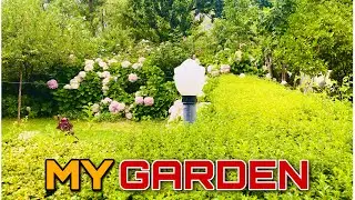 My HomE Garden 🌸😍 | Rainy Day Live | Ehm Khan
