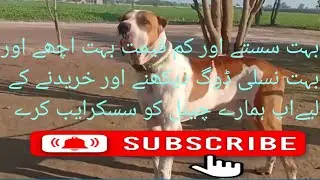 Pakistani bast bully dog Pakistani beautiful bully kutta AP hamary channel ko subscribe kry please