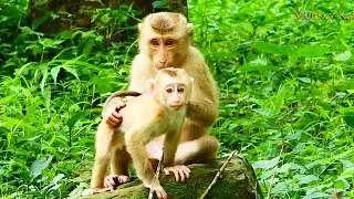 Sister Lauy is very sweet to new abandoned monkey Angela! Lauy always comfort Angela